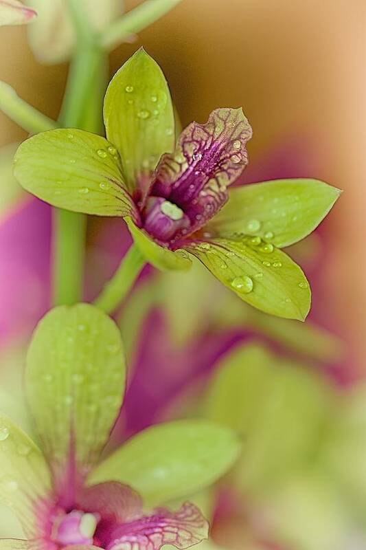 Floral Art Print featuring the photograph Purple Tongue by Jade Moon 