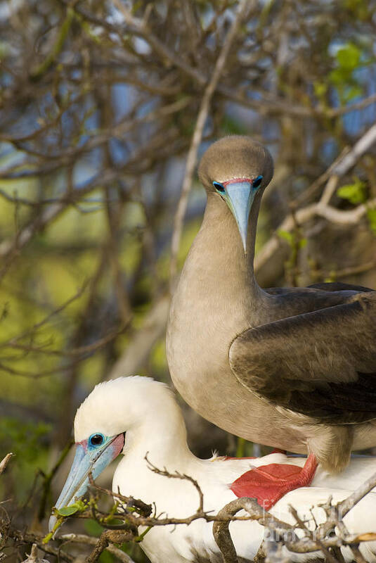 Red-footed Boobies Art Print featuring the photograph Red-footed Boobies Mating #1 by William H. Mullins