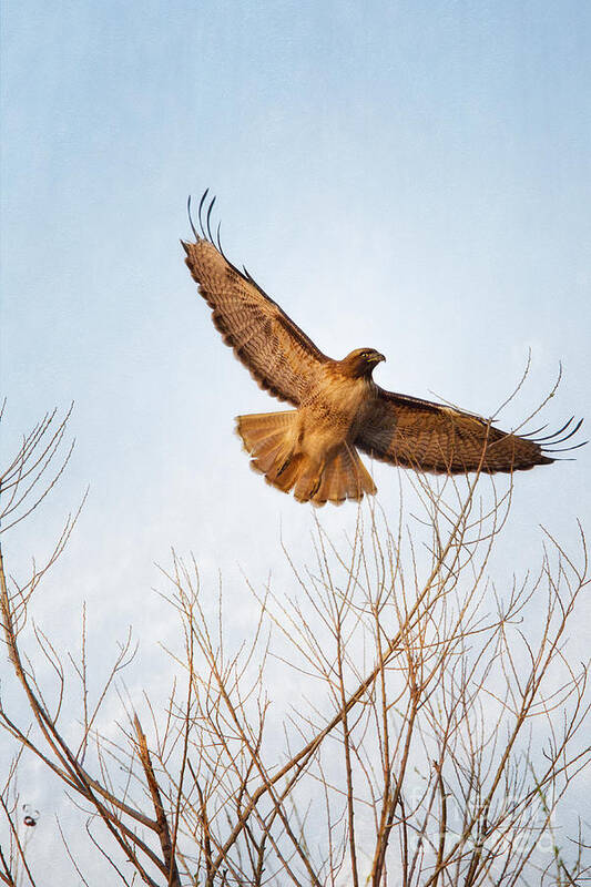 Red-tailed Hawk Art Print featuring the photograph Red-Tailed Hawk Takes Flight at Sunset #1 by Susan Gary