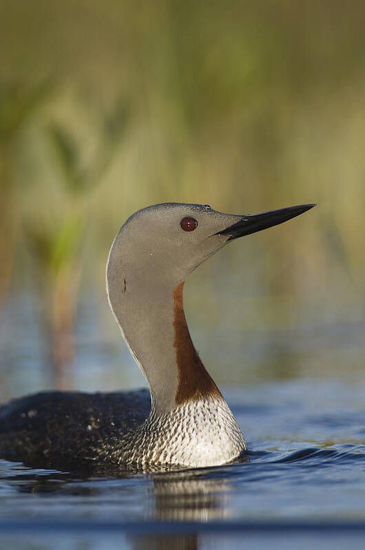 Feb0514 Art Print featuring the photograph Red-throated Loon In Breeding Plumage #1 by Michael Quinton