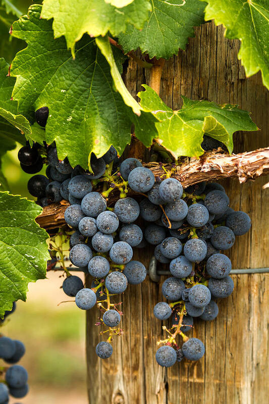 Colorado Vineyard Art Print featuring the photograph Red Wine Grapes #1 by Teri Virbickis