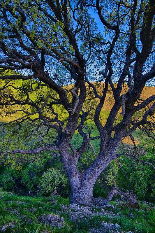 Tree Art Print featuring the photograph Layers of Color by Robin Mayoff