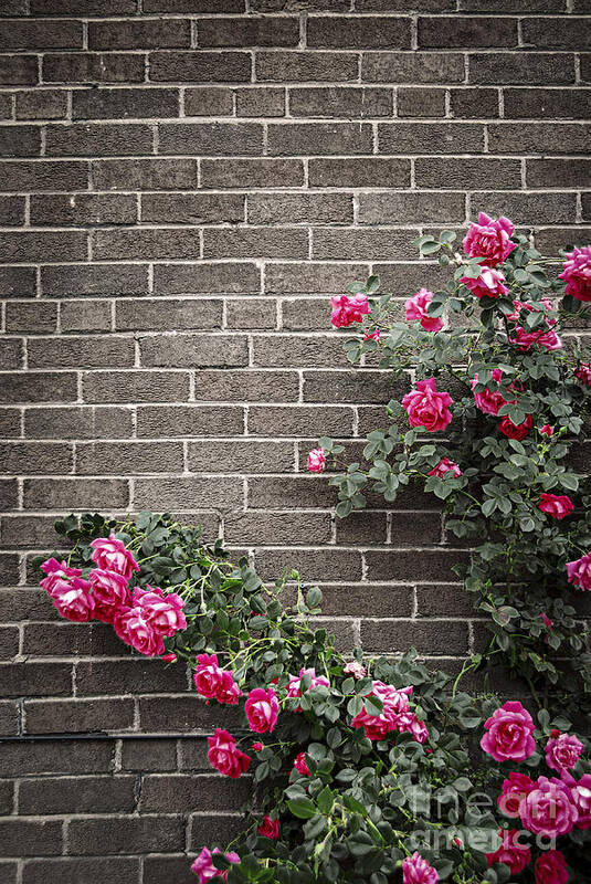 Rose Art Print featuring the photograph Roses on brick wall 3 by Elena Elisseeva