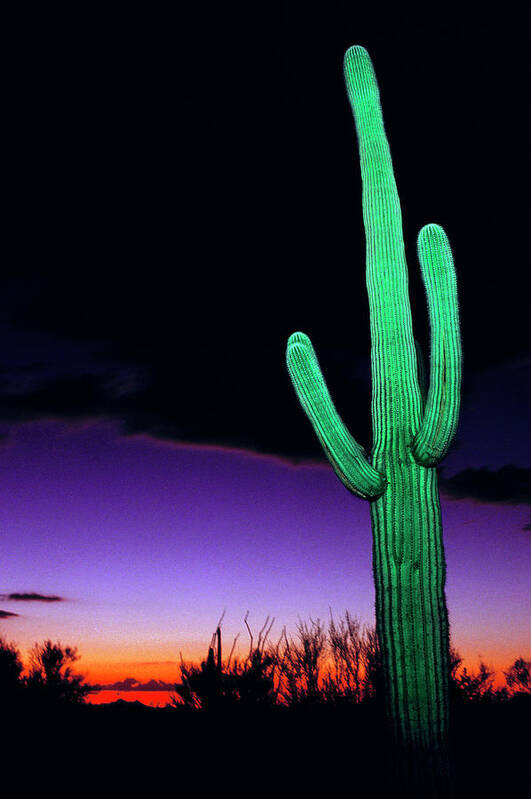 Carnegiea Gigantea Art Print featuring the photograph Saguaro Cactus (carnegiea Gigantea) #1 by Peter Menzel/science Photo Library