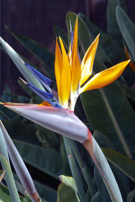 Seaport Village Art Print featuring the photograph Seaport Bird of Paradise #2 by Linda Dunn
