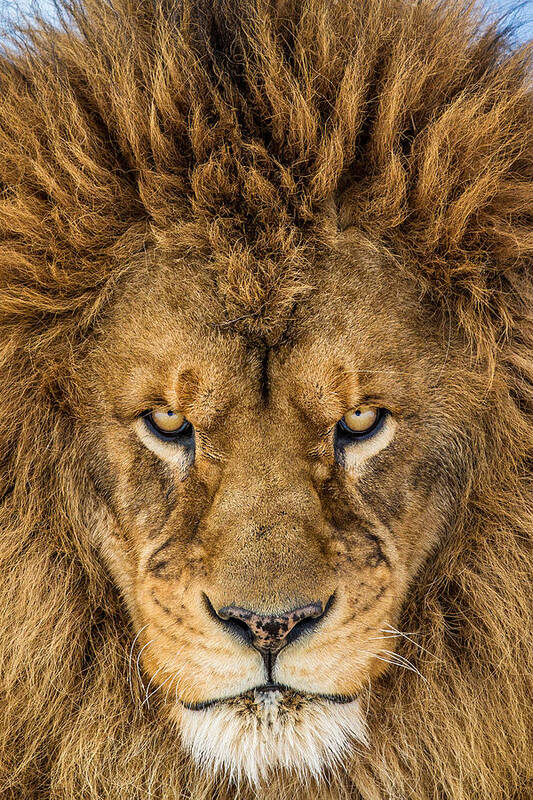 Lion Art Print featuring the photograph Serious Lion by Mike Centioli