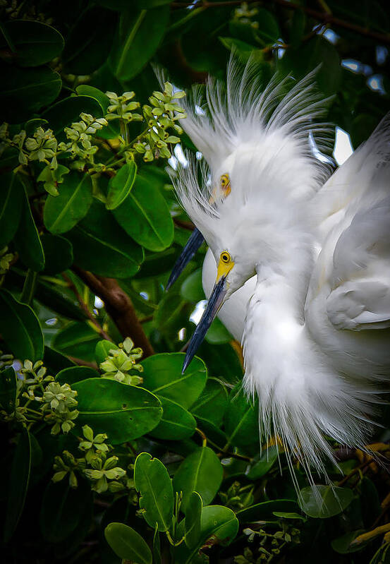 Naples Florida Art Print featuring the photograph Snowy Egrets #1 by Bill Martin