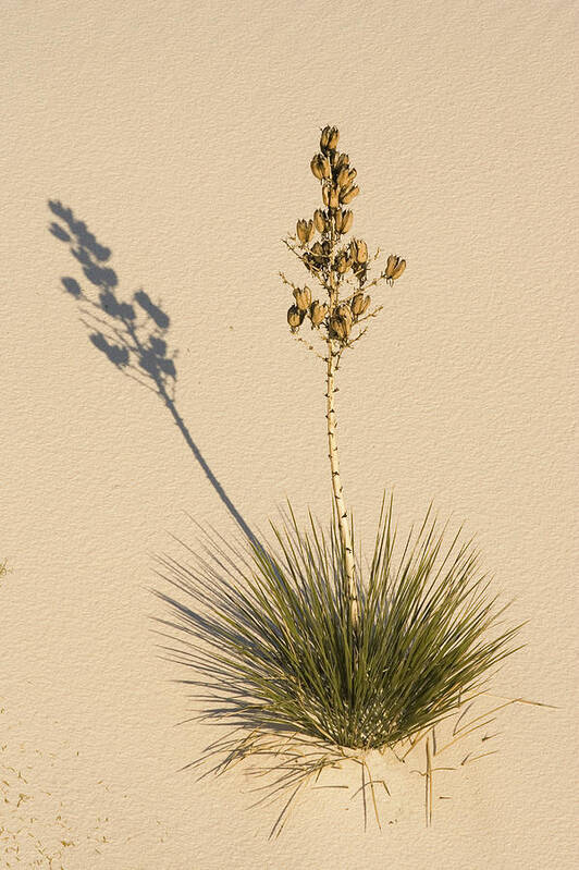Feb0514 Art Print featuring the photograph Soaptree Yucca In Gypsum Sand White #1 by Konrad Wothe