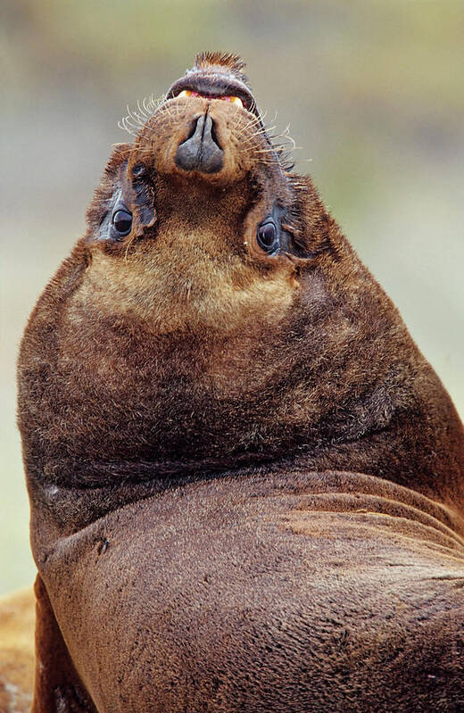 Animal Art Print featuring the photograph South American Sea Lion (otaria #1 by Martin Zwick