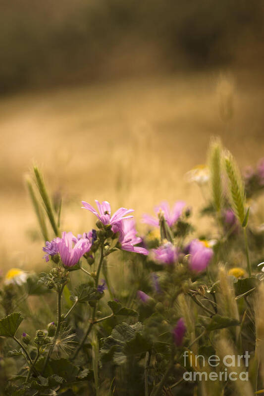 Meadow Art Print featuring the photograph Spanish meadow #1 by Ang El