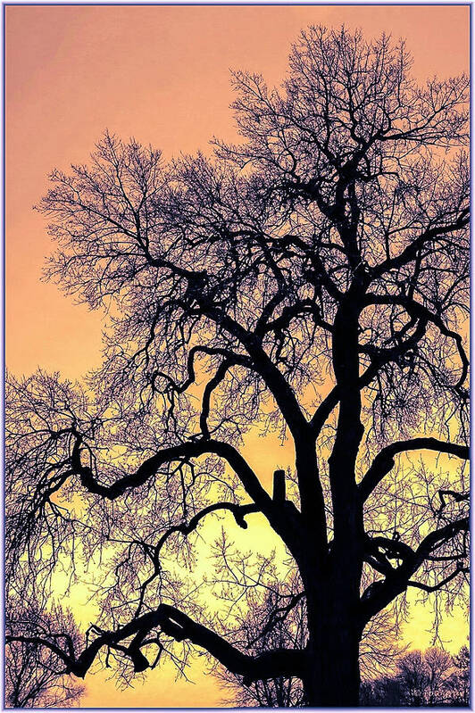 Trees Art Print featuring the photograph Standing Tall #1 by Donald J Gray