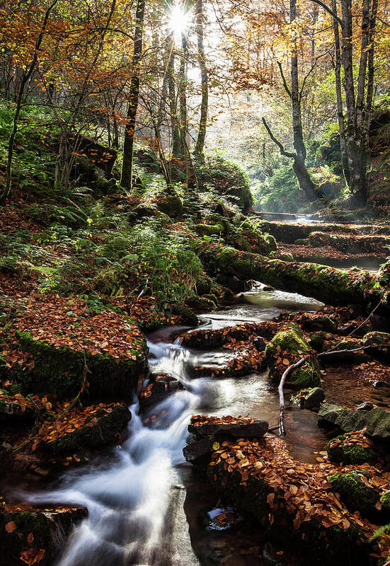 Scenics Art Print featuring the photograph Stream Flowing Through Autumn Forest #1 by Pablo García Osés