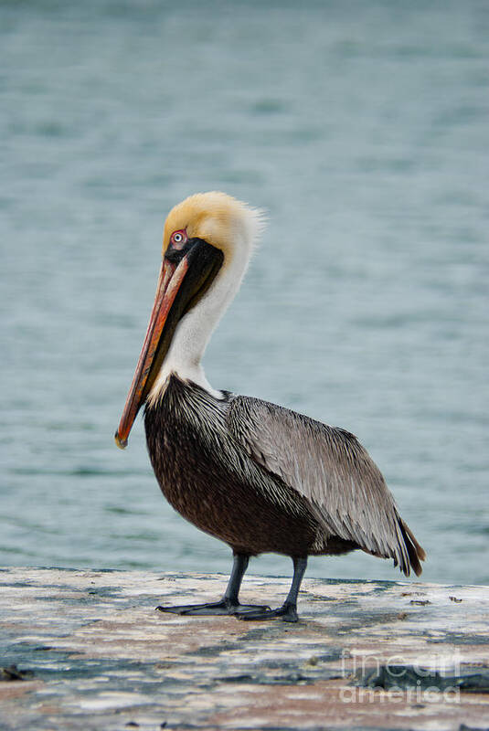 Usa Art Print featuring the photograph The Pelican #2 by Hannes Cmarits