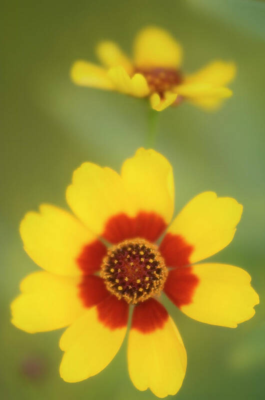 Tickseed Art Print featuring the photograph Tickseed (coreopsis Grandiflora) #1 by Maria Mosolova/science Photo Library