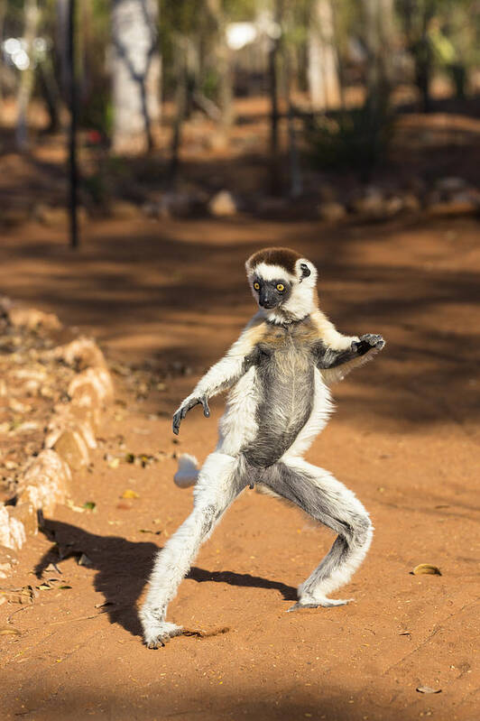 Feb0514 Art Print featuring the photograph Verreauxs Sifaka Hopping Madagascar #1 by Konrad Wothe
