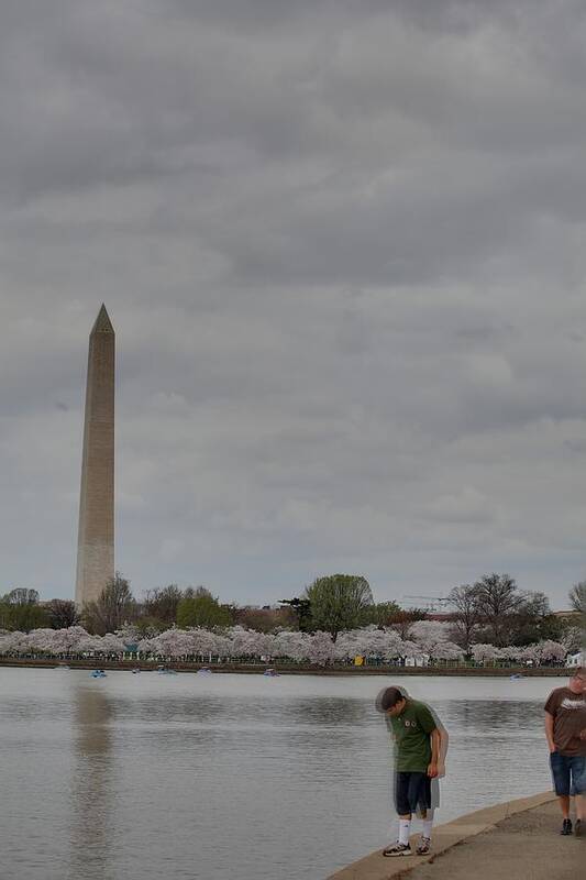 America Art Print featuring the photograph Washington Monument - Cherry Blossoms - Washington DC - 011313 #1 by DC Photographer