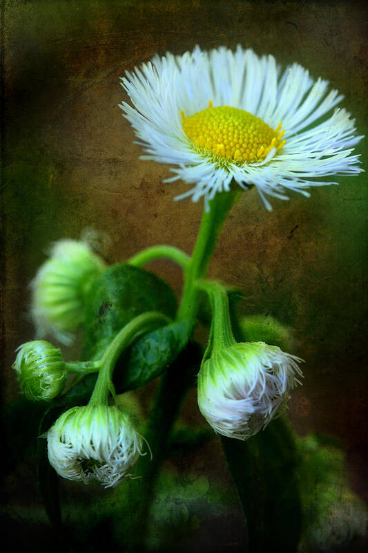 White Wildflower Art Print featuring the photograph We've Only Just Begun #2 by Michael Eingle