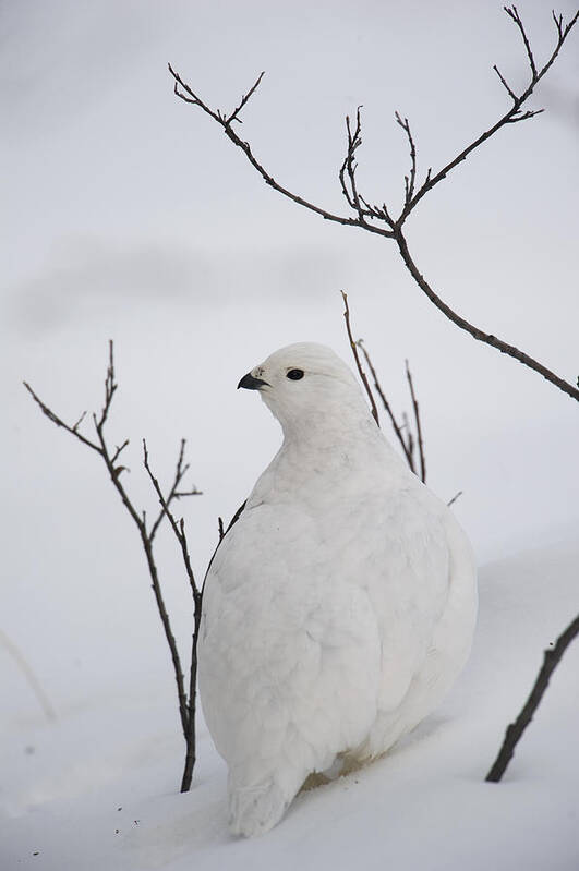 Feb0514 Art Print featuring the photograph White-tailed Ptarmigan Camouflaged #1 by Michael Quinton