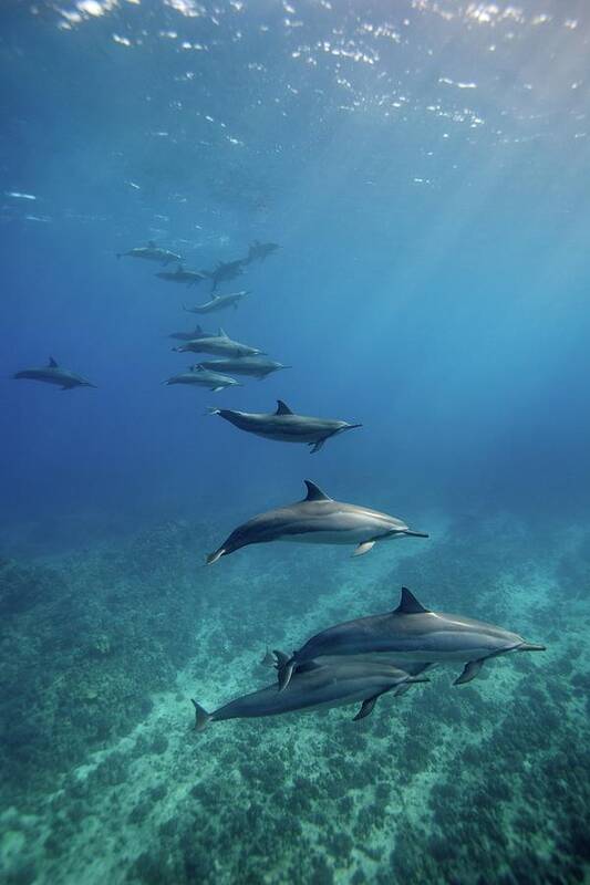 Underwater Art Print featuring the photograph Wild Spinner Dolphins #1 by James R.d. Scott