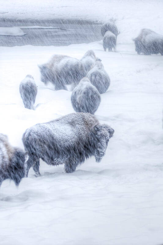 Yellowstone Framed Prints Art Print featuring the photograph Yellowstone Bison #1 by David Yack