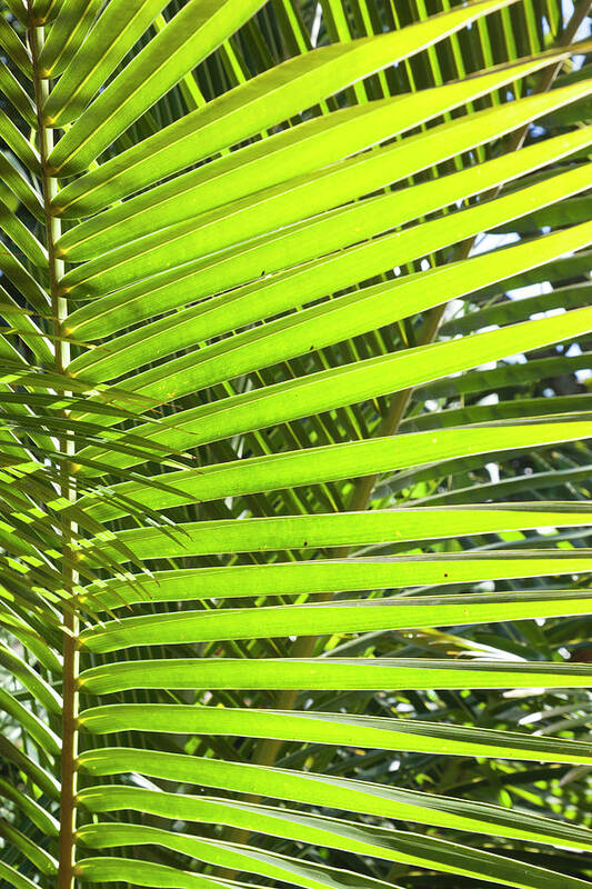 Caribbean Art Print featuring the photograph Cuba, Pinar Del Rio Province, Vinales #11 by Walter Bibikow