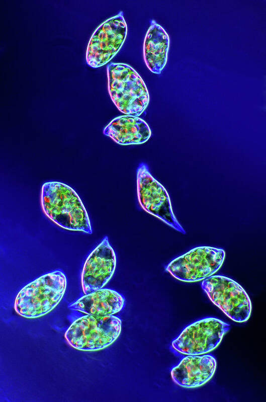 Darkfield Illuminated Art Print featuring the photograph Euglena Protozoa #14 by Marek Mis