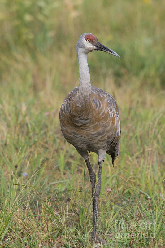 Grus Canadensis Art Print featuring the photograph Sandhill Crane #18 by Linda Freshwaters Arndt