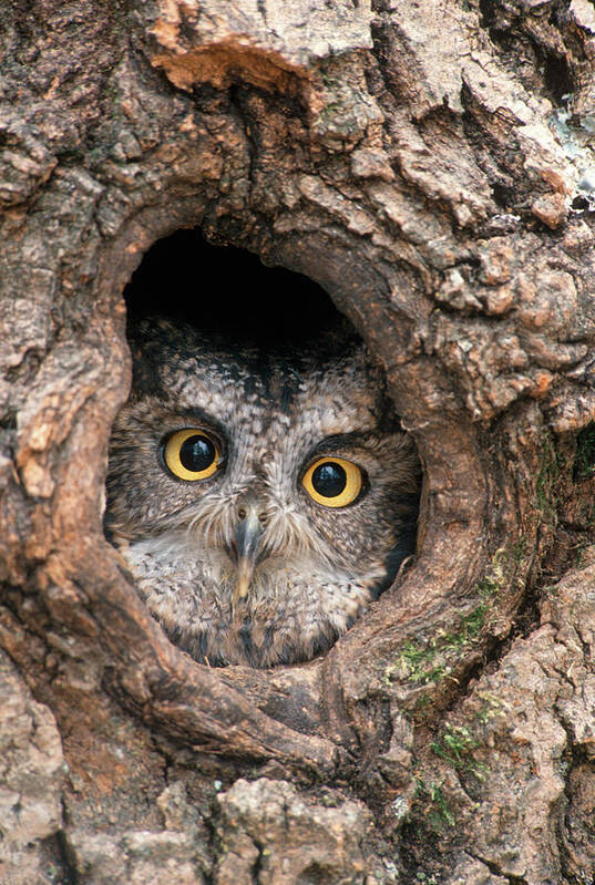 Photography Art Print featuring the photograph 1990s Western Screech Owl Otus by Animal Images