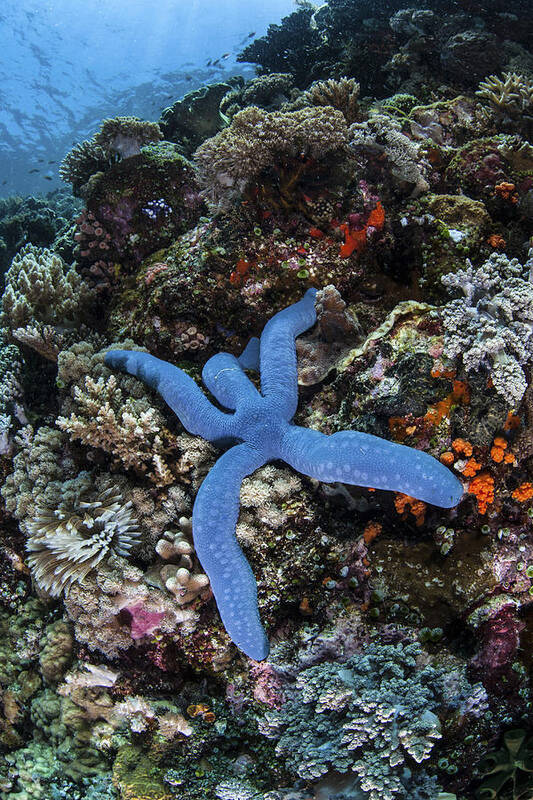 Indonesia Art Print featuring the photograph A Blue Starfish Clings To A Reef #2 by Ethan Daniels