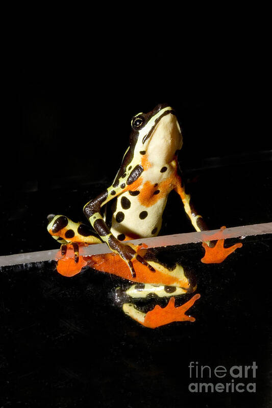 Peru Art Print featuring the photograph Amazon Harlequin Toad #2 by Gregory G. Dimijian, M.D.
