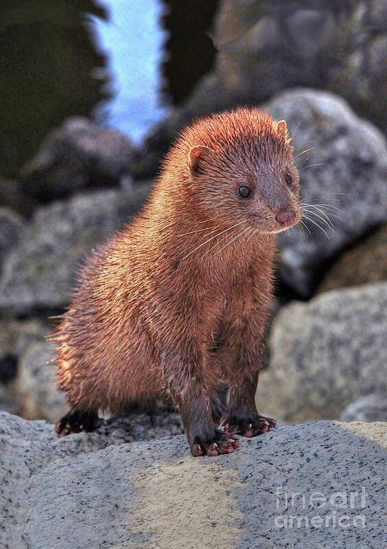 Mink Art Print featuring the photograph An American Mink by Kathy Baccari