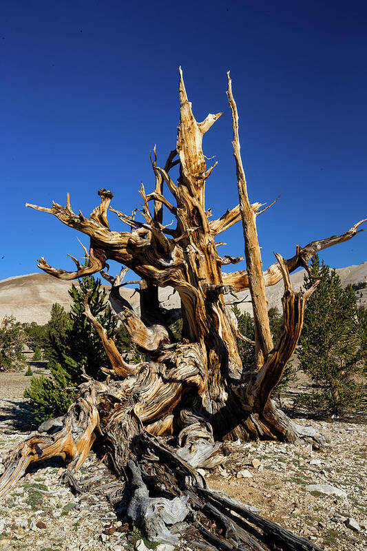 Photography Art Print featuring the photograph Ancient Bristlecone Pine Forest #2 by Panoramic Images