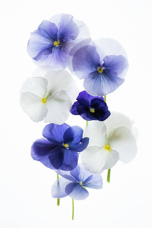 Abloom Art Print featuring the photograph Backlit Pansies #2 by Photostock-israel/science Photo Library