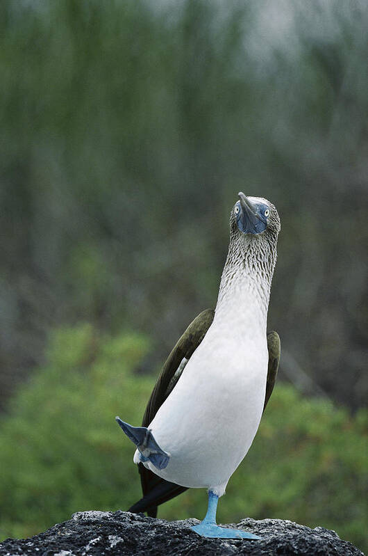 Feb0514 Art Print featuring the photograph Blue-footed Booby Courtship Dance #2 by Tui De Roy