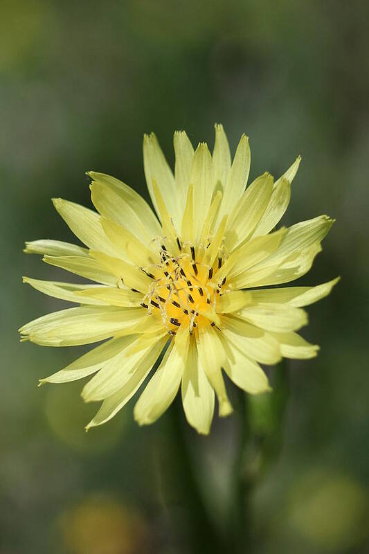 Dandelion Art Print featuring the photograph Dandelion #1 by Ester McGuire