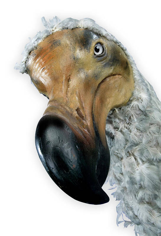 Dodo Art Print featuring the photograph Dodo Model #2 by Natural History Museum, London/science Photo Library