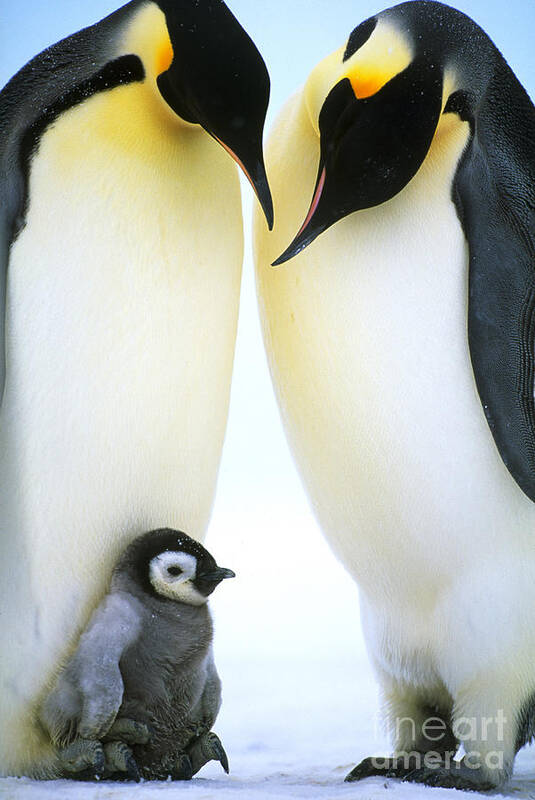 Emperor Penguin Art Print featuring the photograph Emperor Penguins #2 by Art Wolfe