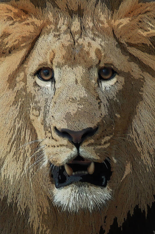 Lion Art Print featuring the photograph Eye contact #2 by Joseph G Holland