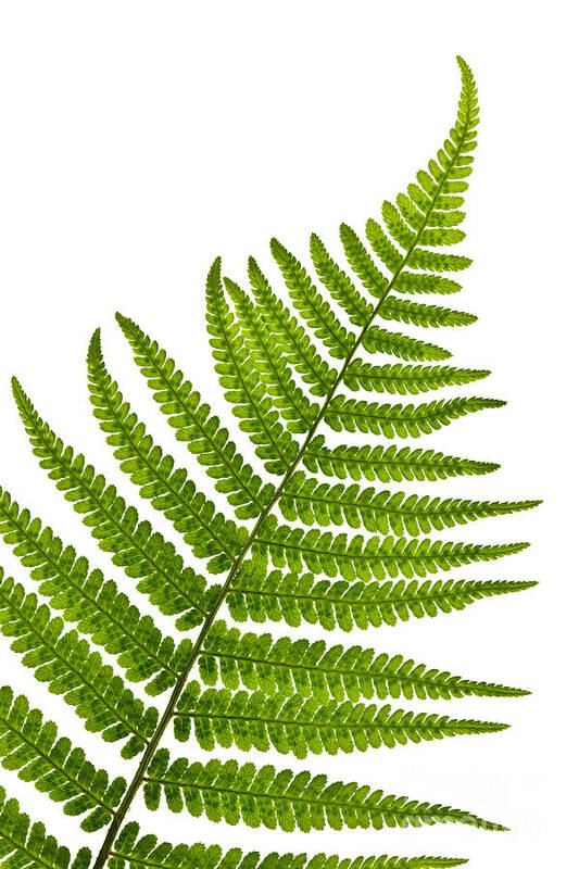 Fern Art Print featuring the photograph Fern leaf detail by Elena Elisseeva