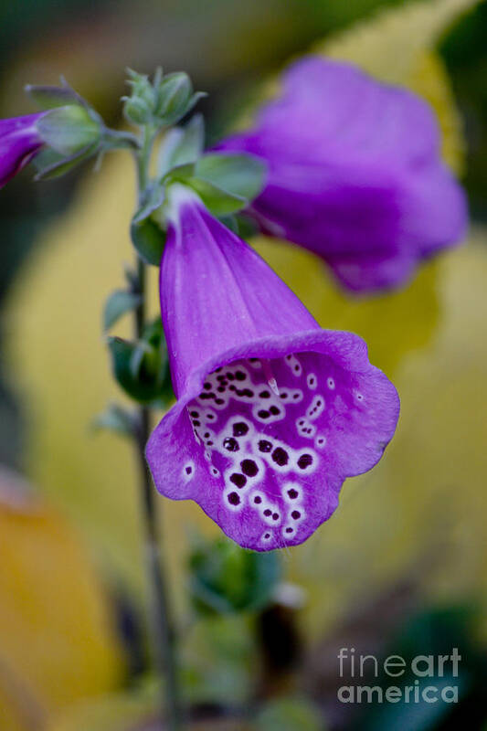 Foxglove Art Print featuring the photograph Foxglove by Ivete Basso Photography