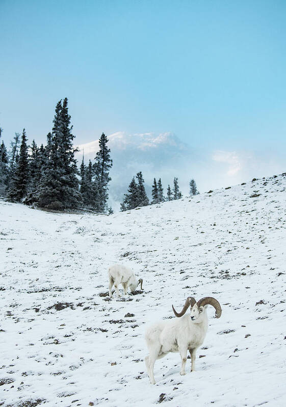 Dall Sheep Art Print featuring the photograph Front View Of Dall Sheep Ovis Dalli #2 by Josh Miller Photography
