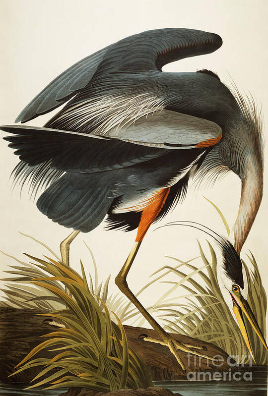 Great Blue Heron Art Print featuring the painting Great Blue Heron by John James Audubon
