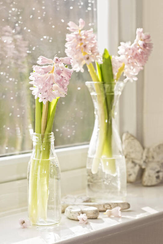 Hyacinths Art Print featuring the photograph Hyacinths #2 by Amanda Elwell