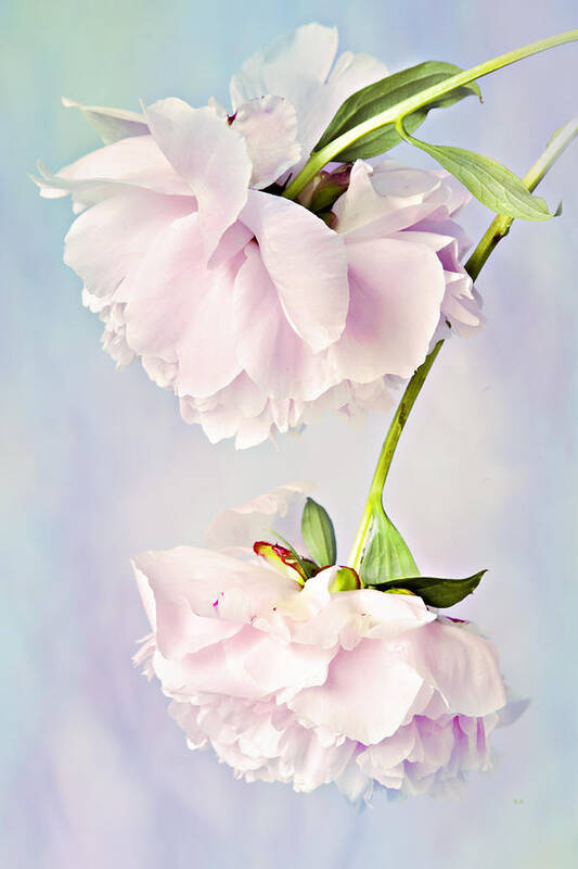 Peonies Art Print featuring the photograph Pastel Peonies by Theresa Tahara