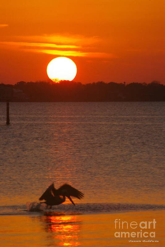 Sunset Art Print featuring the photograph Pelican sunset by Tannis Baldwin