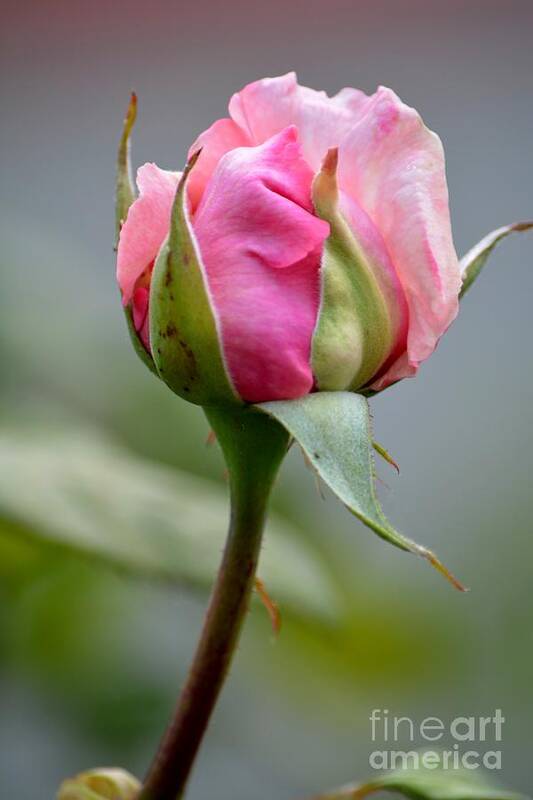  Art Print featuring the photograph Pink Rose #2 by Beth Sanders