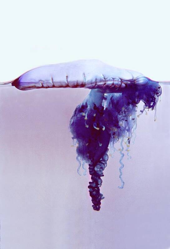 980812-01 Art Print featuring the photograph Portuguese Man-o-war (physalia Utriculus) #2 by Dennis Kunkel Microscopy/science Photo Library