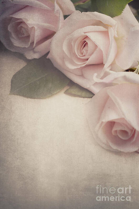 Roses Art Print featuring the photograph Roses on vintage background by Jelena Jovanovic