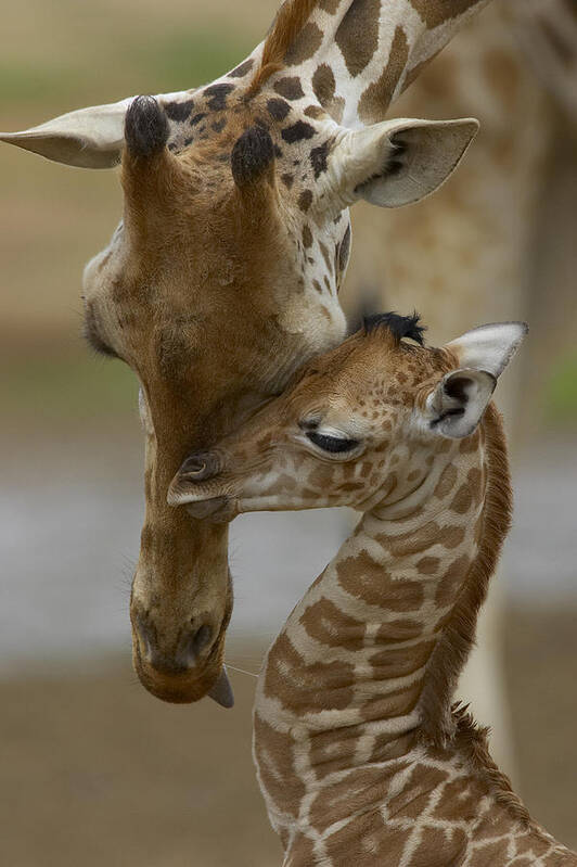 00119300 Art Print featuring the photograph Rothschild Giraffes Nuzzling by San Diego Zoo