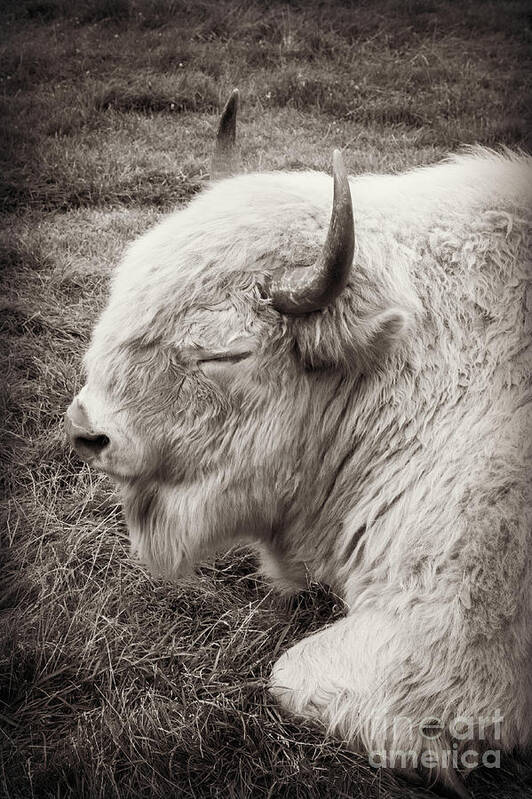 White Buffalo Art Print featuring the photograph Sacred Buffalo by Chris Scroggins